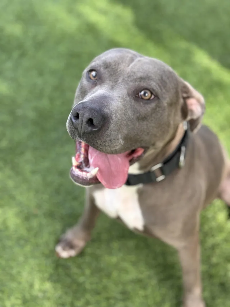 Lavender thumbnail 5