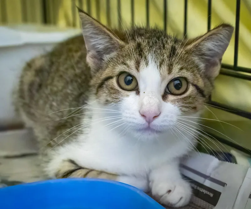 A baby medium-sized female Tabby cat named Crystal for adoption in Greenville, DE