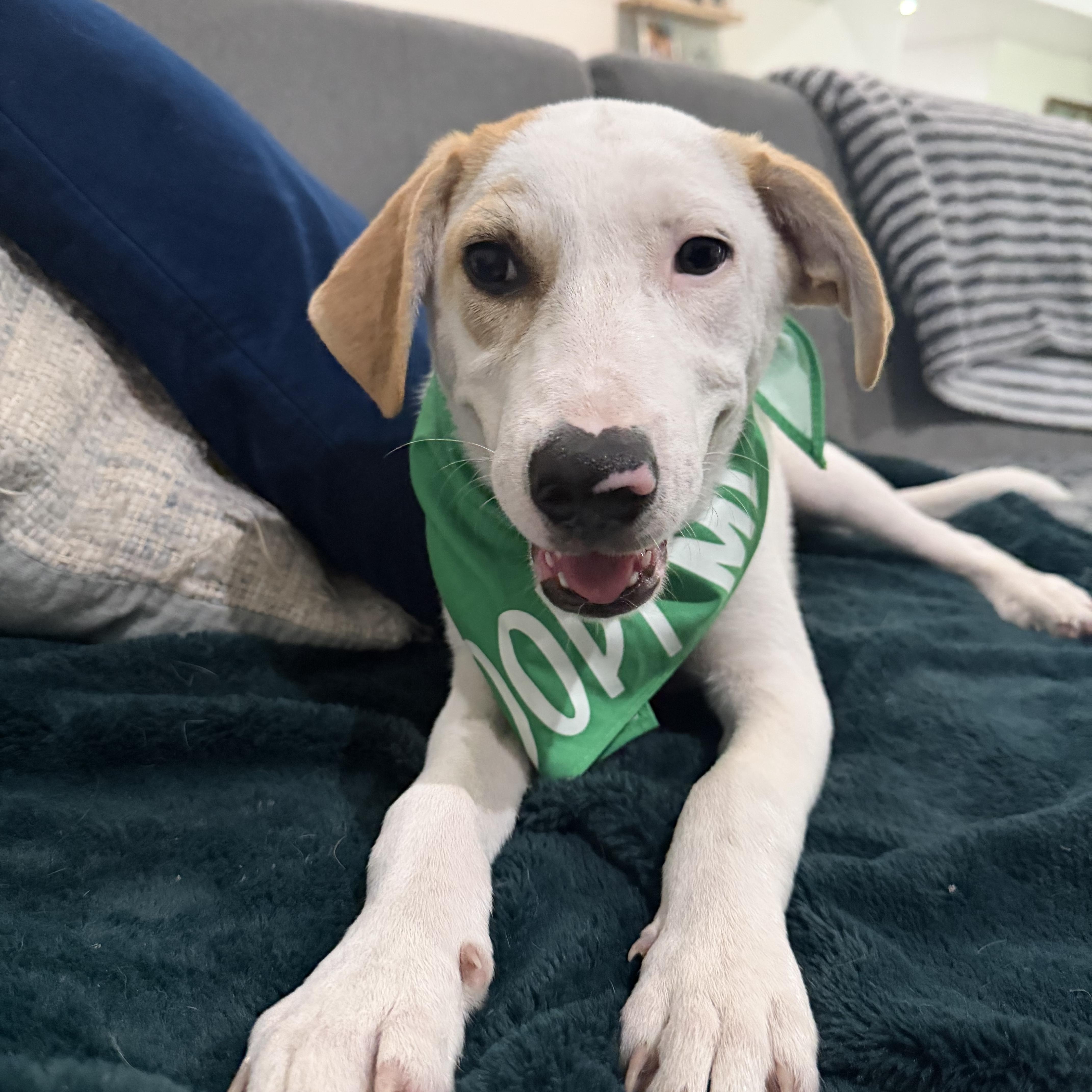 A young medium-sized female White / Cream Labrador Retriever dog named Hazel for adoption in Brownsville, TX