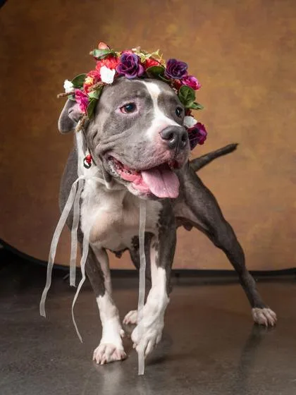 An adult large-sized female Mixed Breed dog named Beauty for adoption in Atlanta, GA