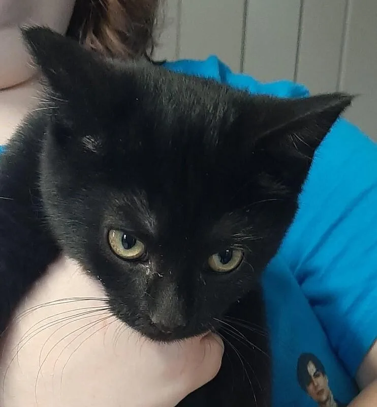 A baby medium-sized female Black Domestic Short Hair cat named Jane Austin for adoption in Georgetown, OH