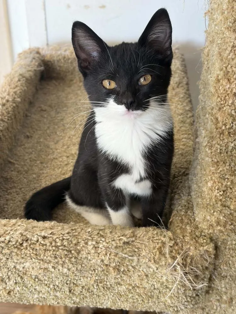 A baby small-sized female Black & White / Tuxedo Domestic Short Hair cat named Katie for adoption in Fremont, NE