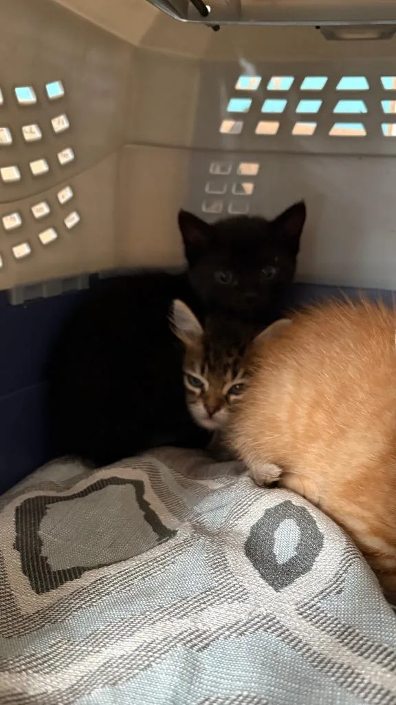 A baby small-sized female Domestic Short Hair cat named Shadow for adoption in Lewisville, TX