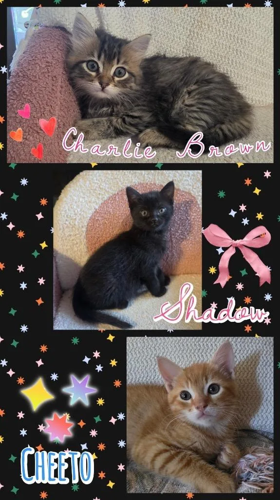 Shadow thumbnail 3