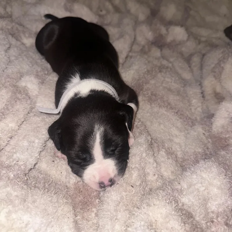 A baby large-sized female White / Cream Pit Bull Terrier dog named Lola for adoption in Tacoma, WA