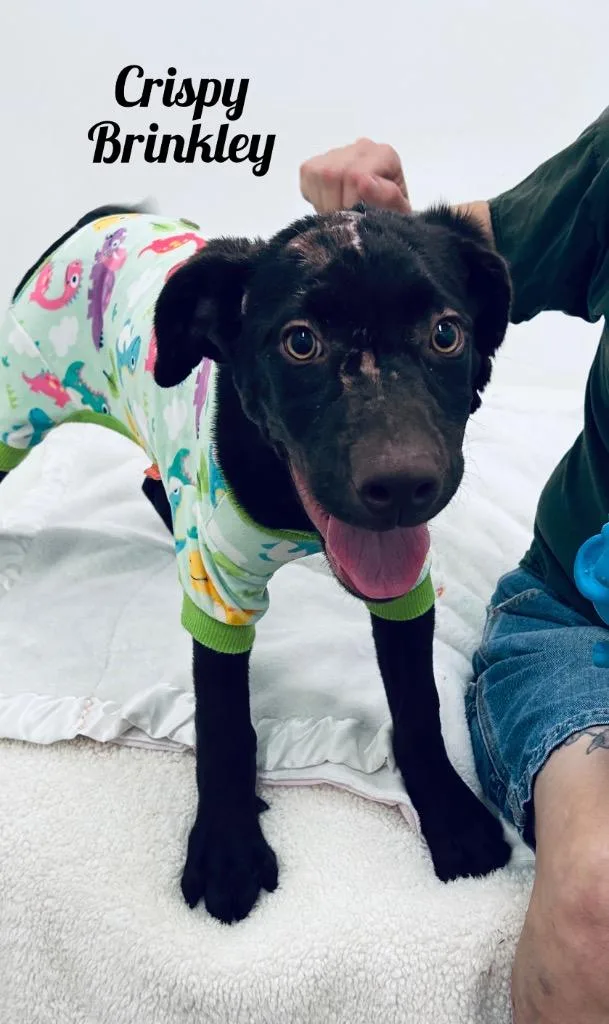A baby small-sized female Labrador Retriever dog named Crispy Brinkley for adoption in Jacksonville, IL
