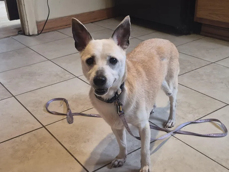 A senior small-sized female Jack Russell Terrier dog named Jc for adoption in Aurora, IL