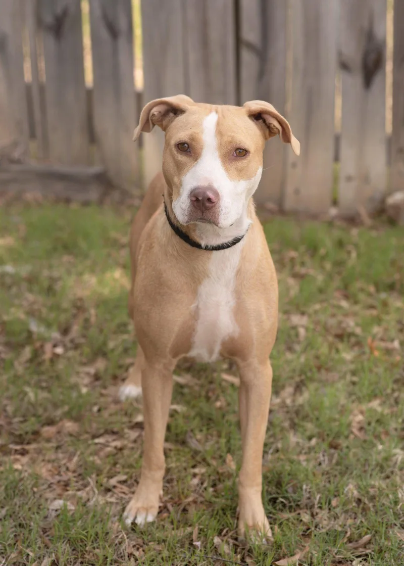 A young medium-sized female Terrier dog named Remi for adoption in Southaven, MS