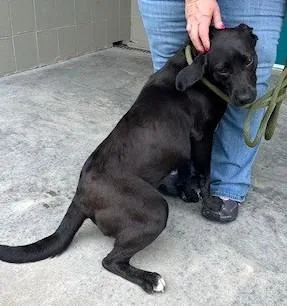 An adult medium-sized female Mixed Breed dog named Lucy for adoption in Madison, NJ