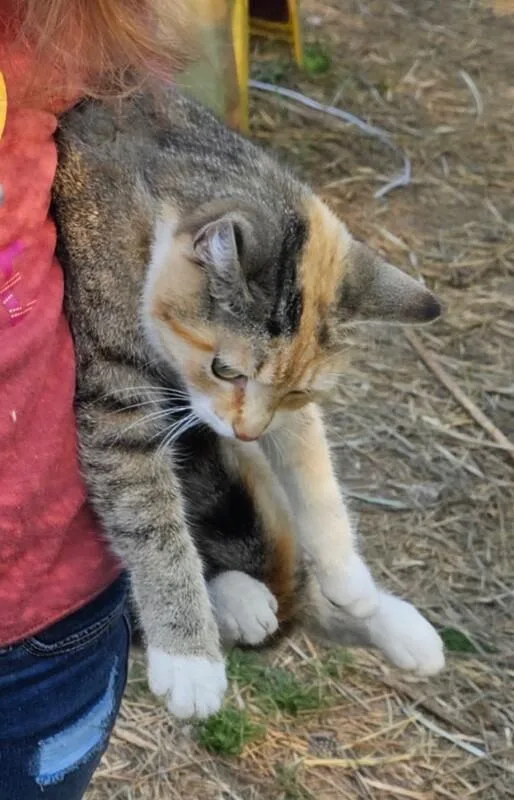 Momma Cat