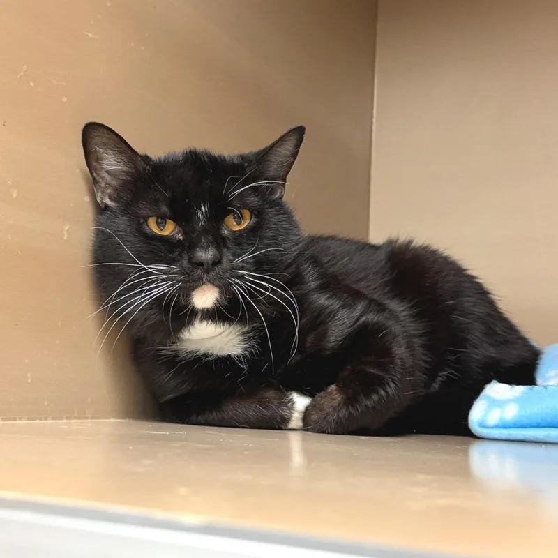 An adult medium-sized male Black Domestic Short Hair cat named Courage for adoption in Birmingham, AL