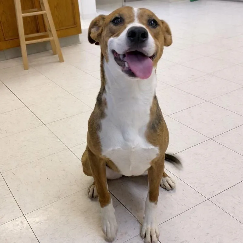 A young medium-sized female Black American Foxhound dog named Shelly for adoption in Jacksonville, AR