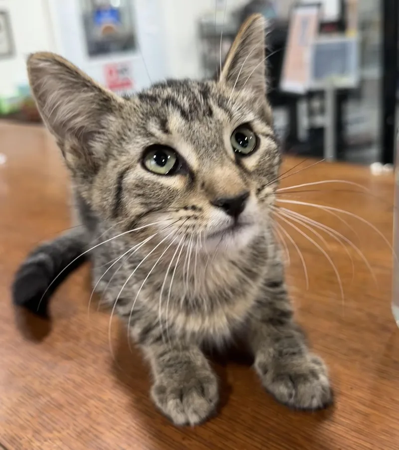 A young small-sized female Tabby (Brown / Chocolate) Domestic Short Hair cat named June for adoption in Webster City, IA
