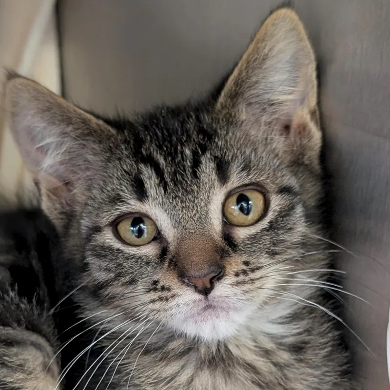A baby medium-sized female Tabby (Brown / Chocolate) Domestic Short Hair cat named Tundra for adoption in Jefferson, WI