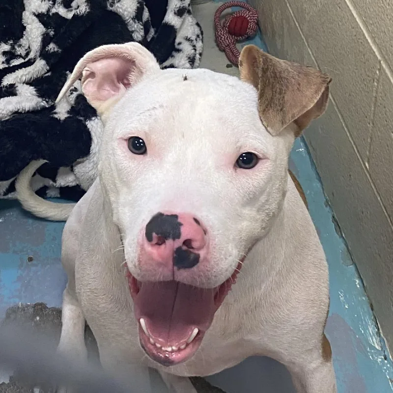 A young large-sized male White / Cream Mixed Breed dog named Sporticus for adoption in Charleston, WV