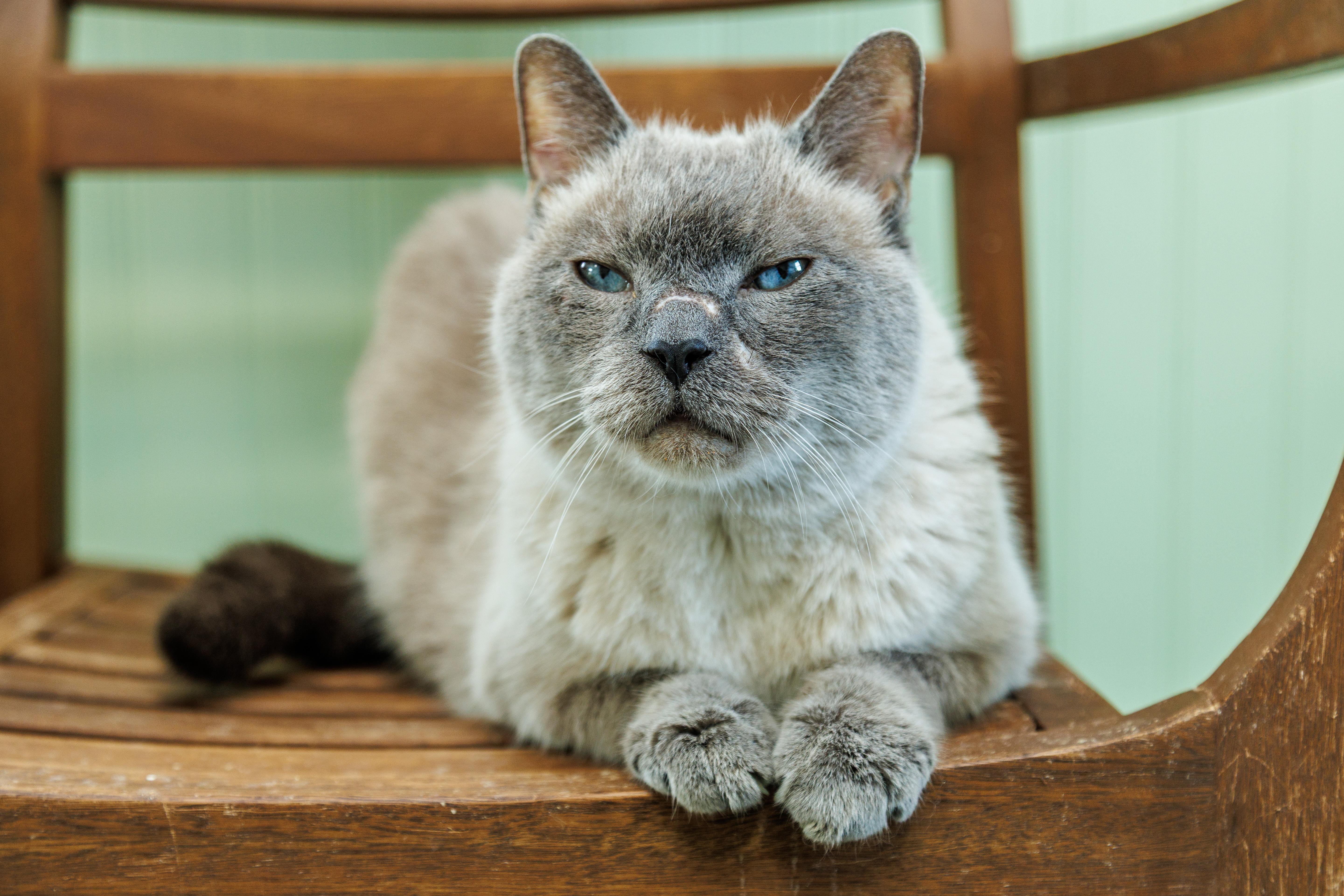 An adult large-sized male Blue Cream Siamese cat named King Oliver for adoption in Chester Springs, PA