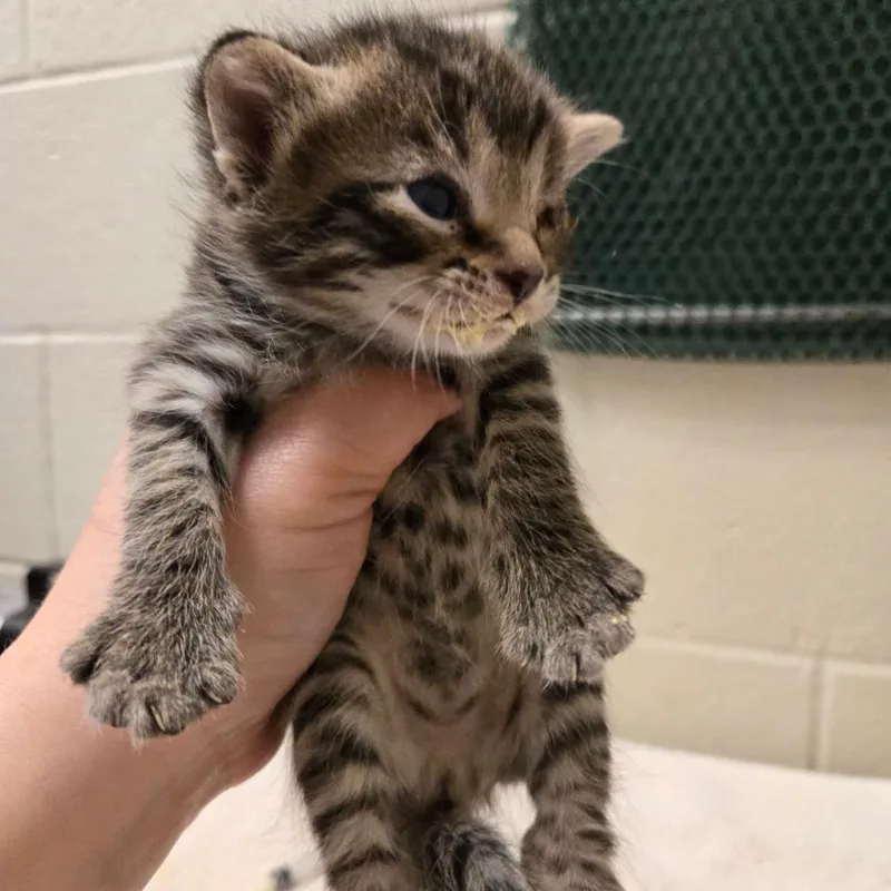 Tabracadabra