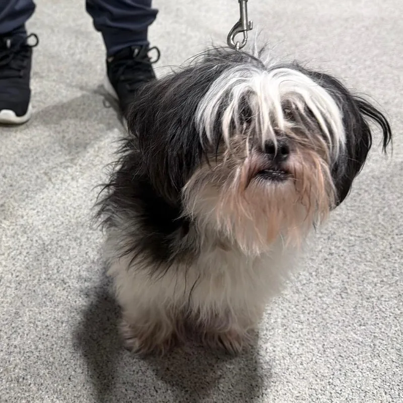 An adult small-sized female Black Shih Tzu dog named Betsy for adoption in Clearwater, FL