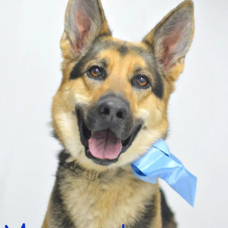 An adult medium-sized male German Shepherd Dog dog named Rick for adoption in Lake Havasu City, AZ