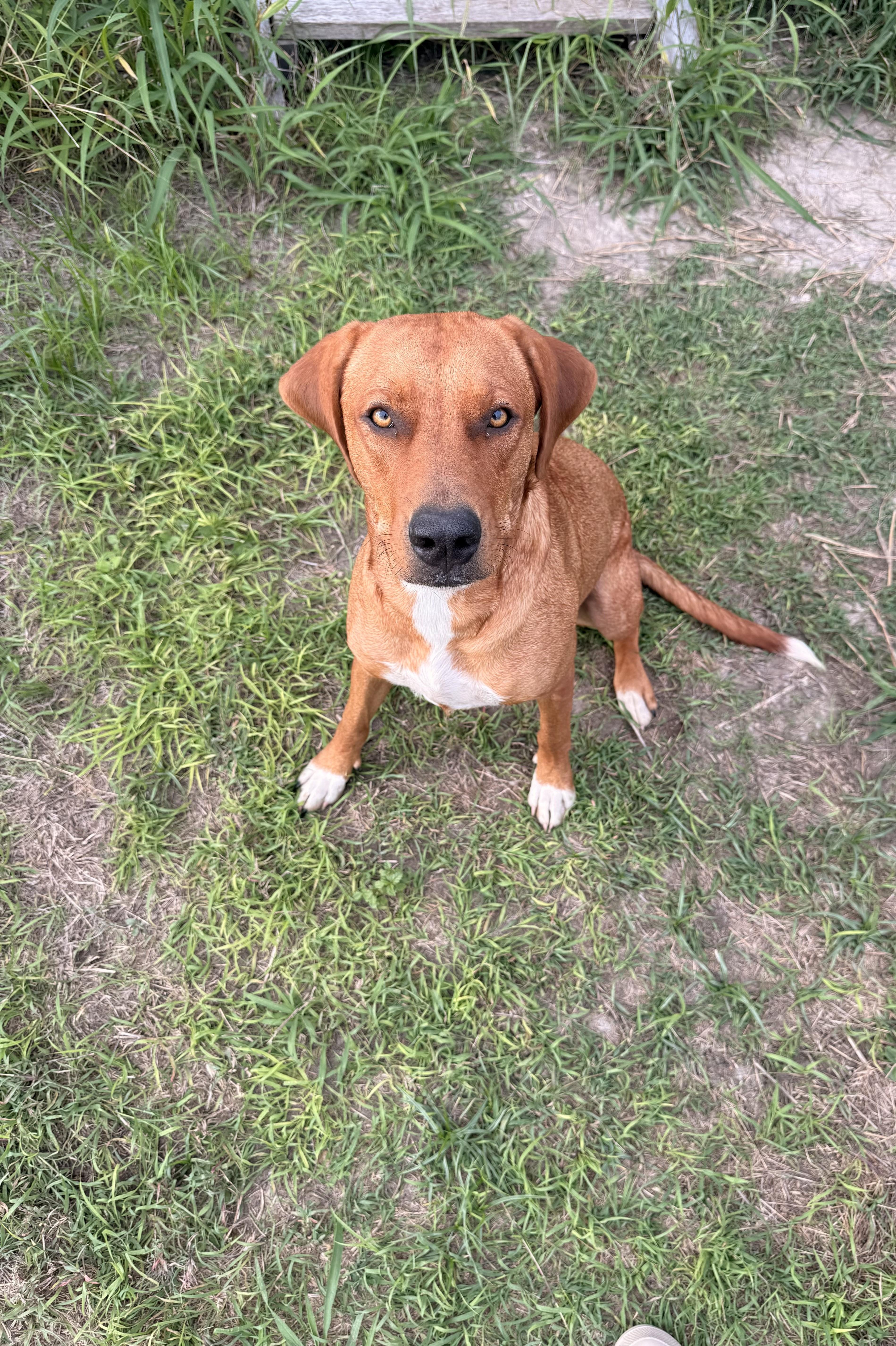 A young medium-sized male Brown / Chocolate Labrador Retriever dog named Prinston for adoption in Corpus Christi, TX
