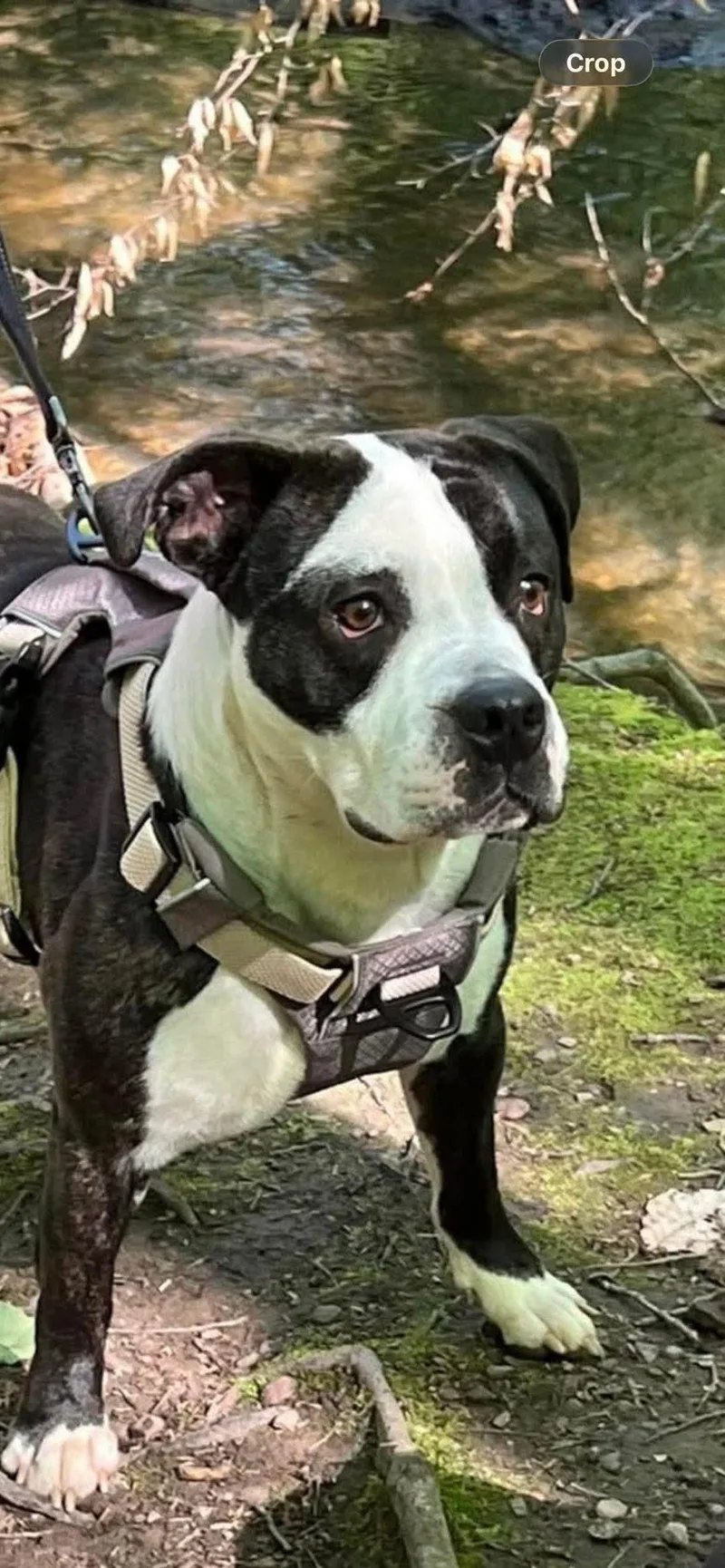 A young medium-sized male Boxer dog named Eddie for adoption in Lockport, NY