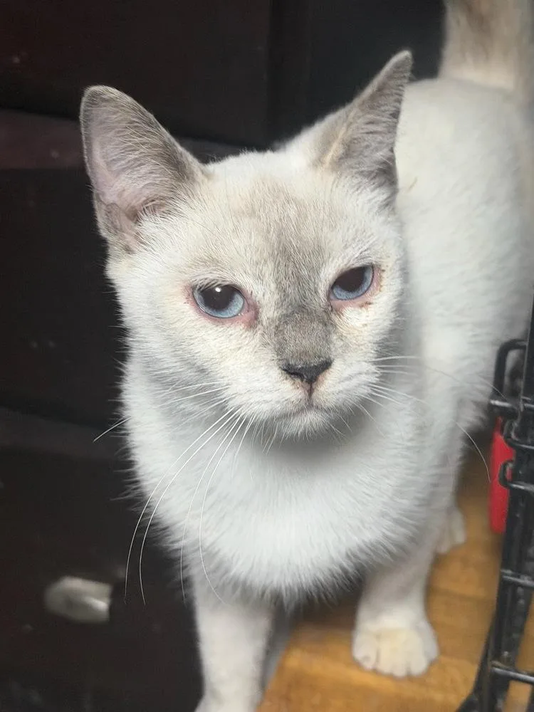 An adult small-sized female Domestic Short Hair cat named Cuddles for adoption in Mooresville, NC