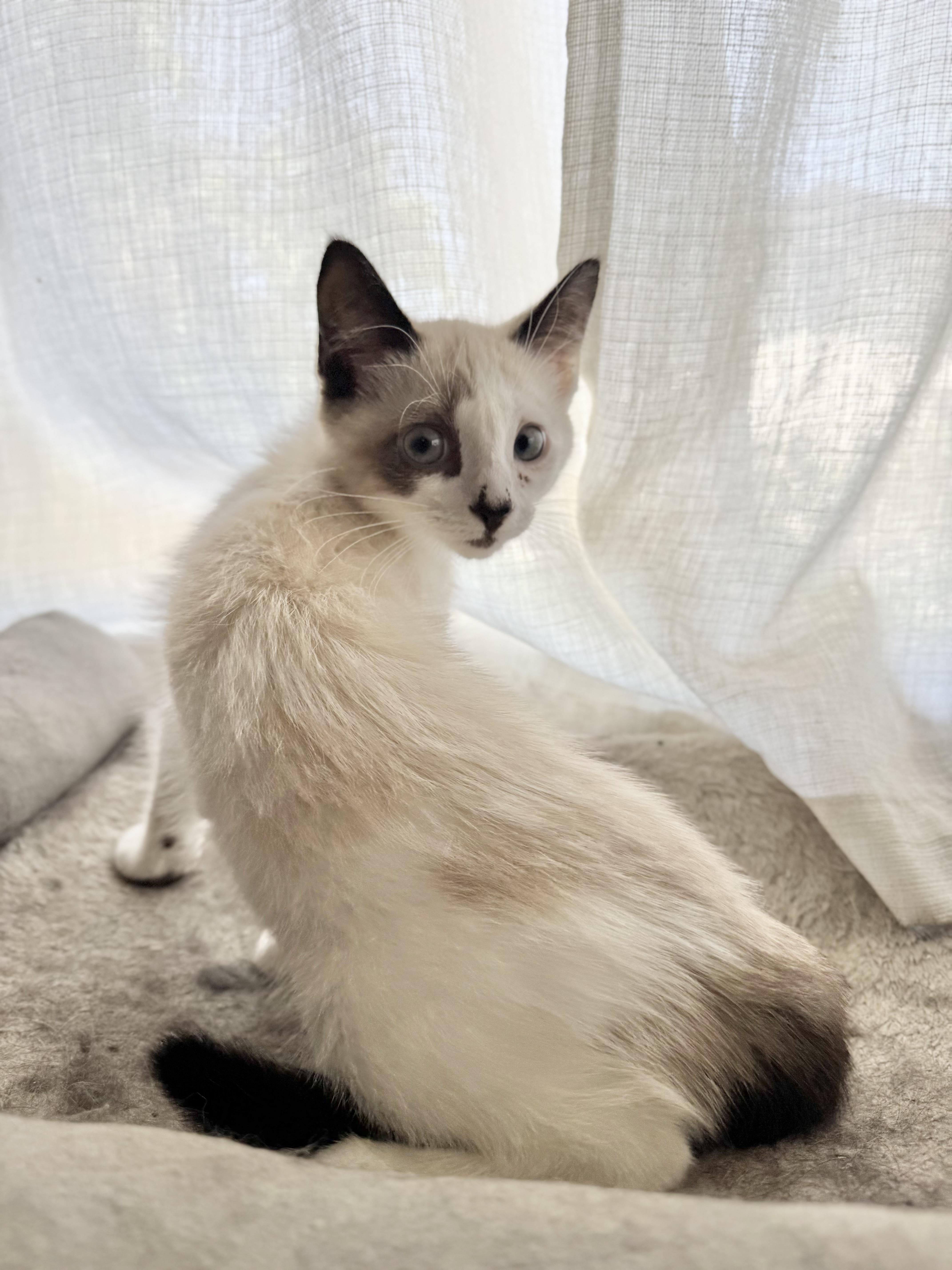 A baby small-sized female Siamese cat named Luna for adoption in Riverside, CA
