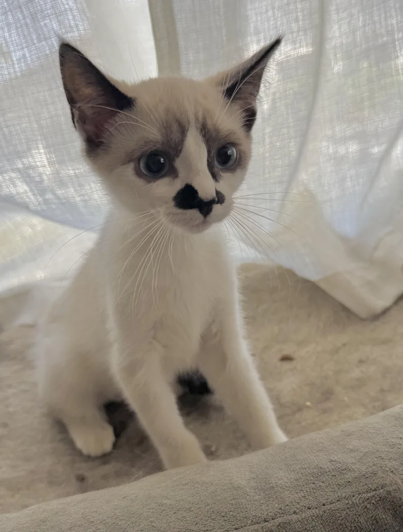 Luna thumbnail 2