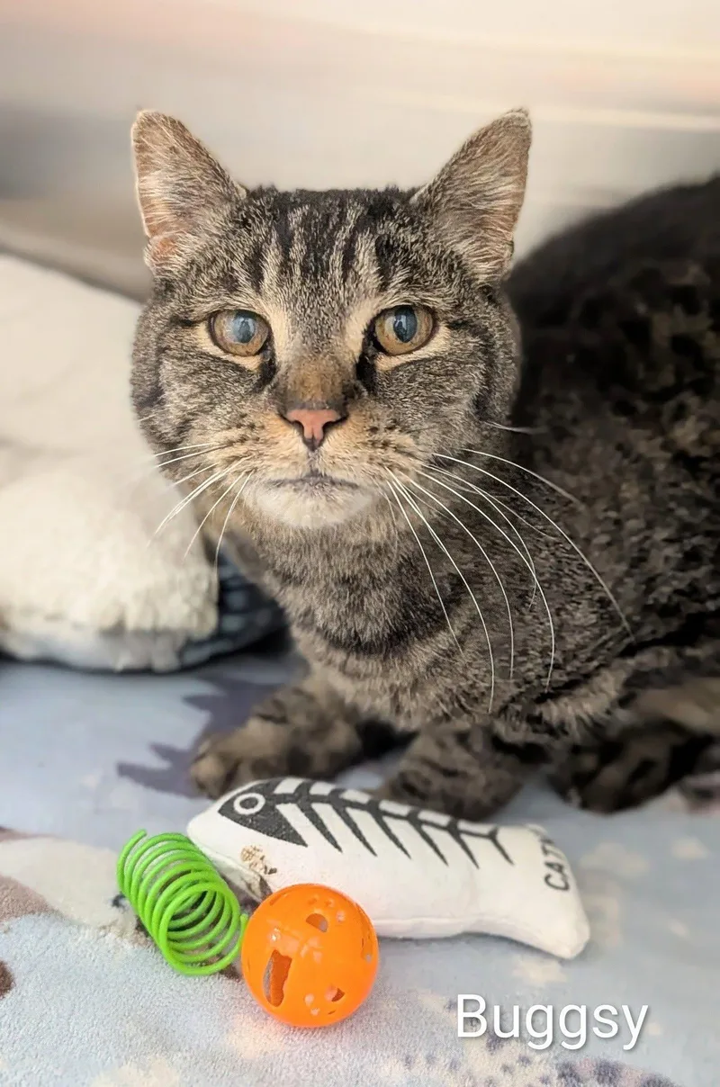 An adult large-sized male Tabby (Brown / Chocolate) Domestic Short Hair cat named Buggsy for adoption in Flint, MI