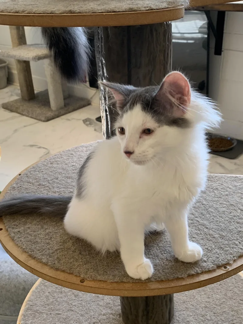 A young medium-sized male Gray & White Domestic Medium Hair cat named Shanty for adoption in Saint Charles, MO