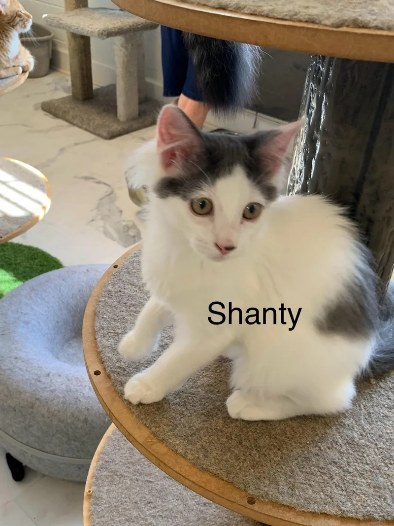 Shanty thumbnail 2