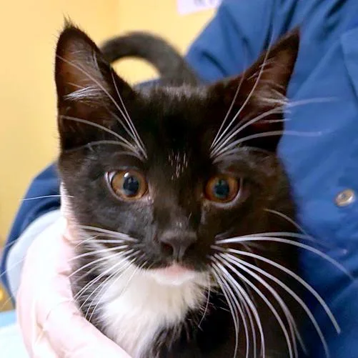 A baby small-sized male Domestic Medium Hair cat named Yokai for adoption in Woodinville, WA