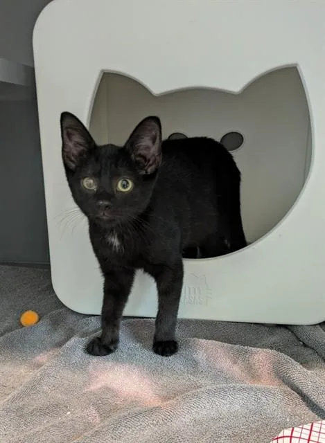 A baby small-sized male Domestic Short Hair cat named Sandy for adoption in Leesburg, VA