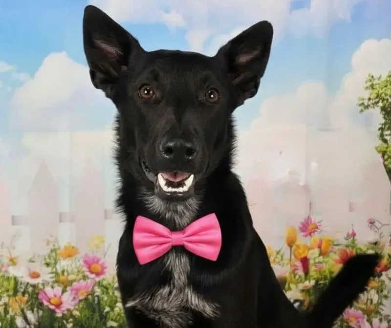 A young medium-sized male Carolina Dog dog named Usher for adoption in North Syracuse, NY
