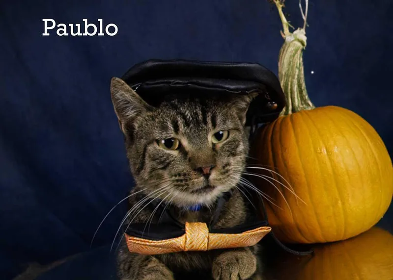 A young small-sized male Tabby (Brown / Chocolate) Domestic Short Hair cat named Paublo for adoption in York, NE