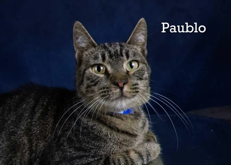 Paublo thumbnail 3