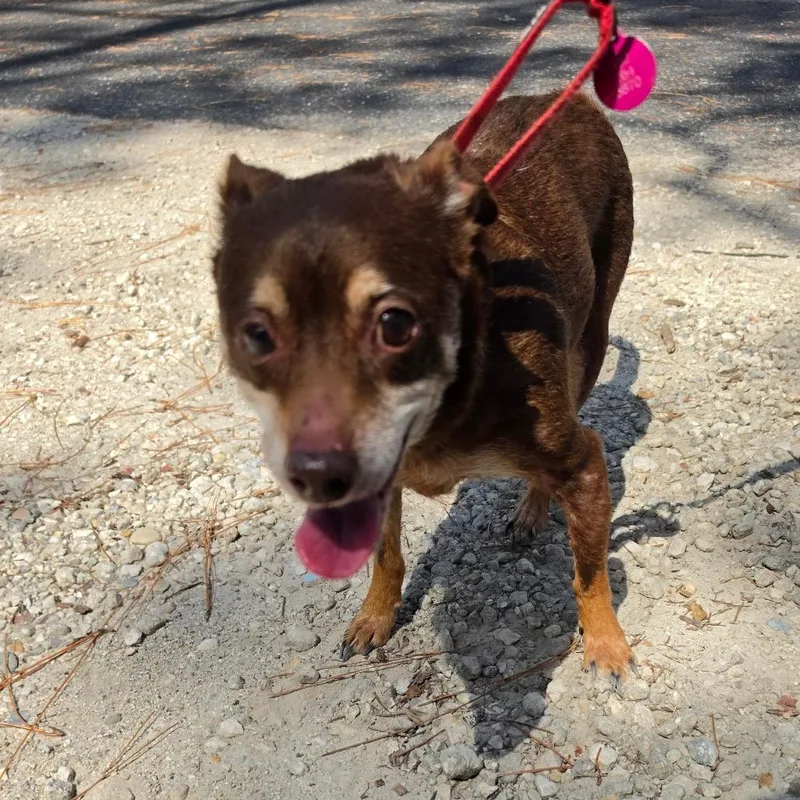 A senior small-sized male Brown / Chocolate Chihuahua dog named Shakespeare for adoption in Melrose, FL