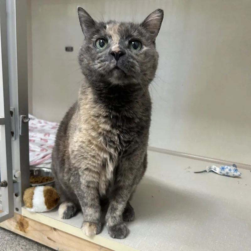 A senior medium-sized female Tortoiseshell Domestic Short Hair cat named Ally for adoption in Conway, NH