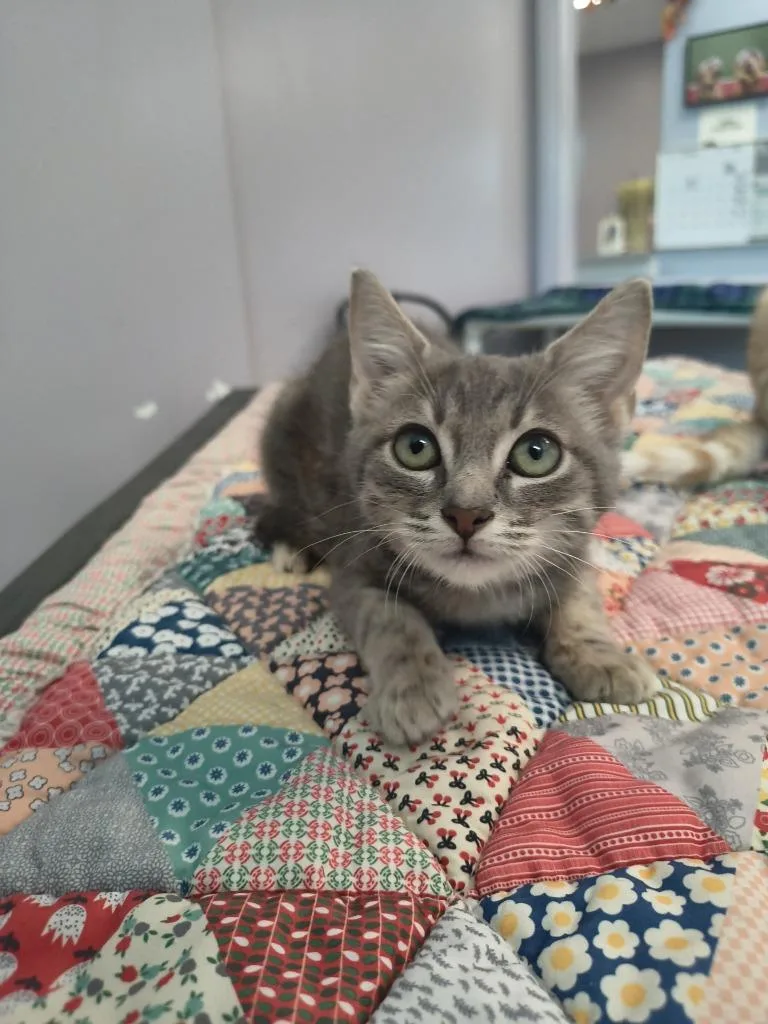A baby medium-sized male Domestic Short Hair cat named Leonardo for adoption in Athens, TN