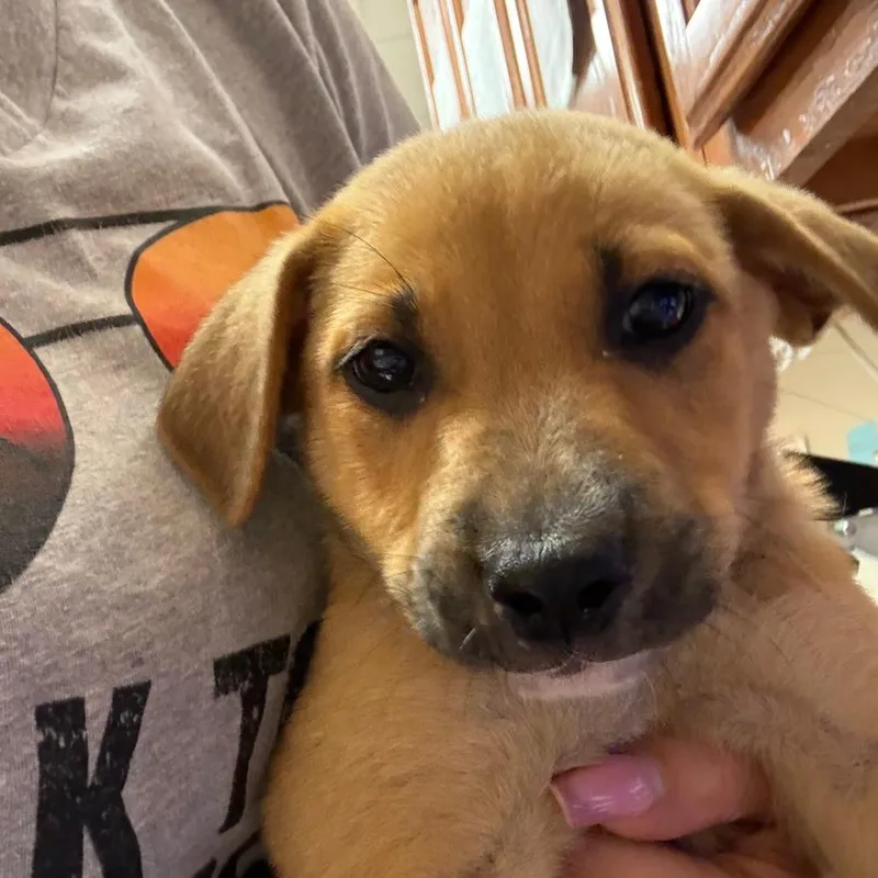 A baby small-sized female Yellow / Tan / Blond / Fawn Labrador Retriever dog named Paisley U for adoption in Tupelo, MS