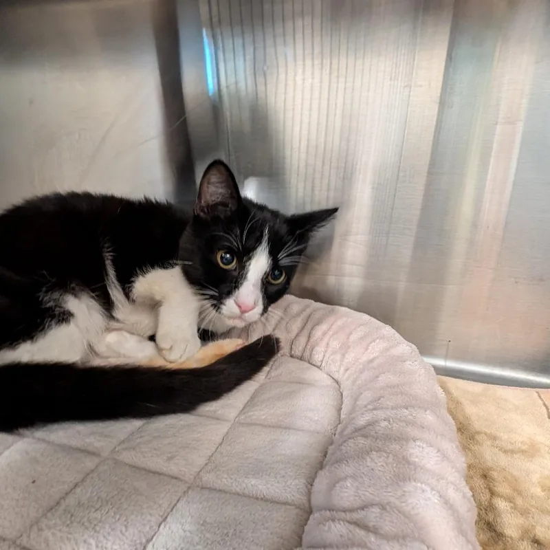 A young medium-sized female Black Domestic Short Hair cat named Argentina for adoption in League City, TX
