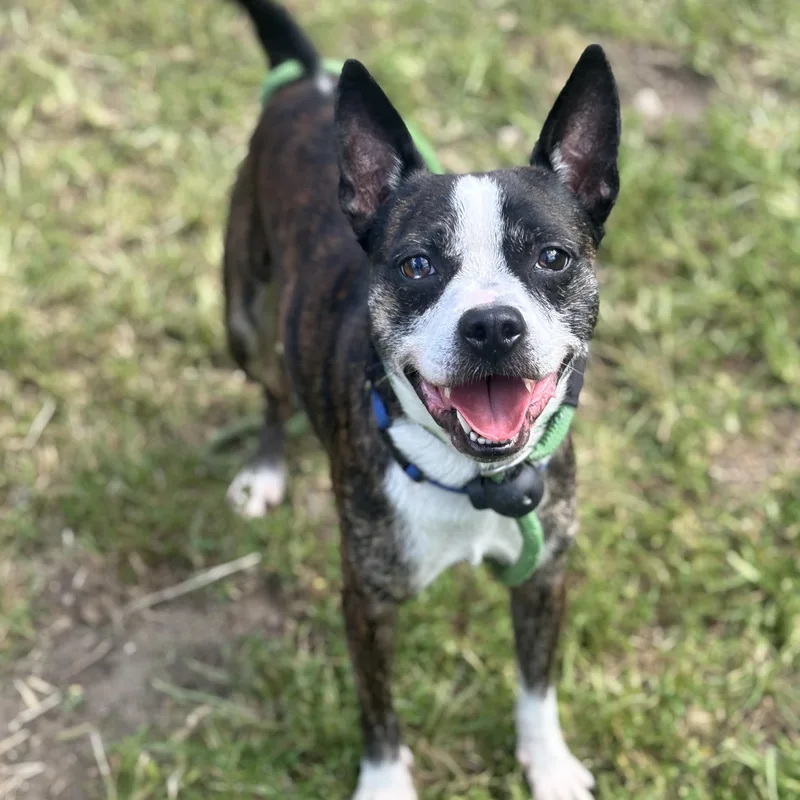A young small-sized male Terrier dog named Pepperjack for adoption in Danbury, CT