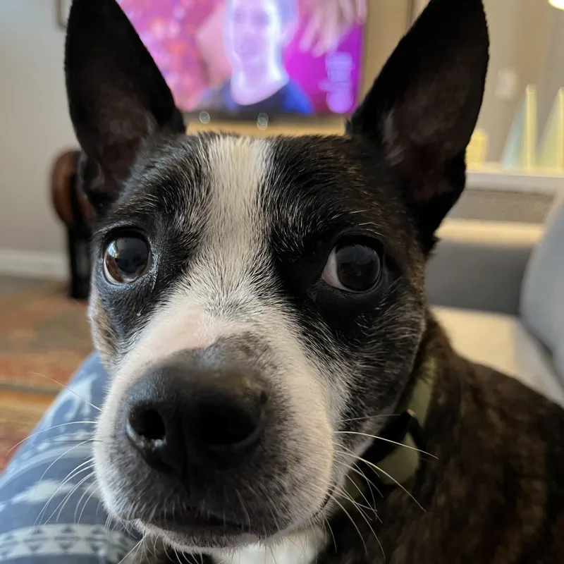 Pepperjack thumbnail 2