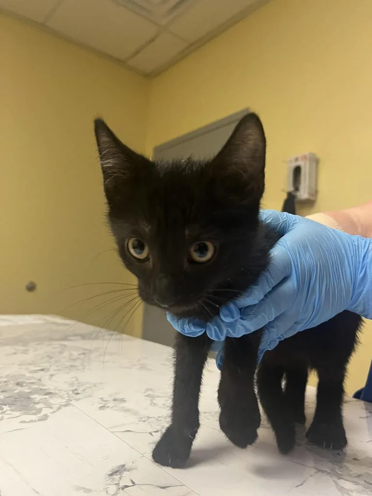 A baby medium-sized male Domestic Short Hair cat named Timmie ✅ for adoption in Florence, SC