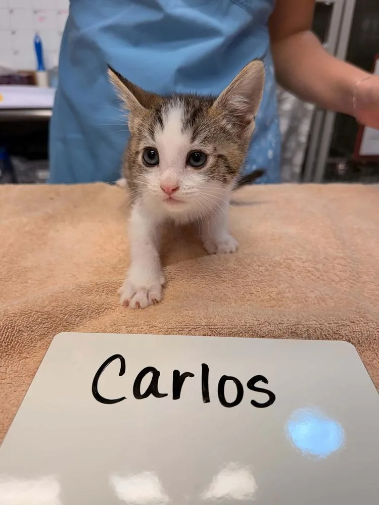 A baby small-sized male Brown / Chocolate Domestic Short Hair cat named Carlos for adoption in Vancouver, WA