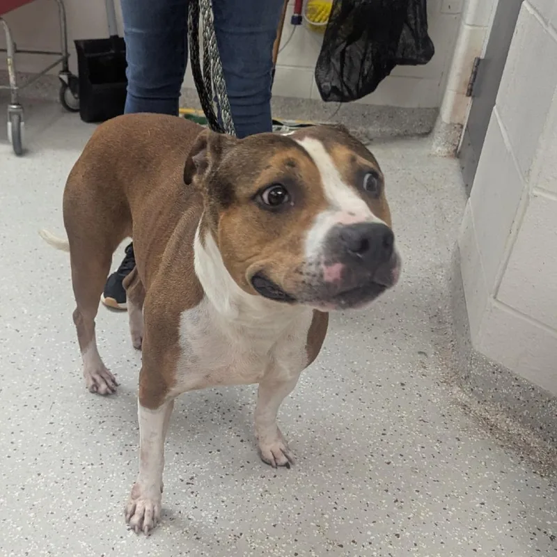 An adult large-sized female Brown / Chocolate American Staffordshire Terrier dog named Purdy for adoption in Indianapolis, IN