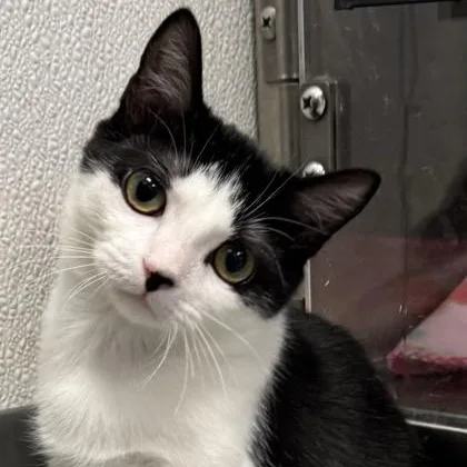 A baby medium-sized female Black Domestic Short Hair cat named Gemma for adoption in Tinley Park, IL