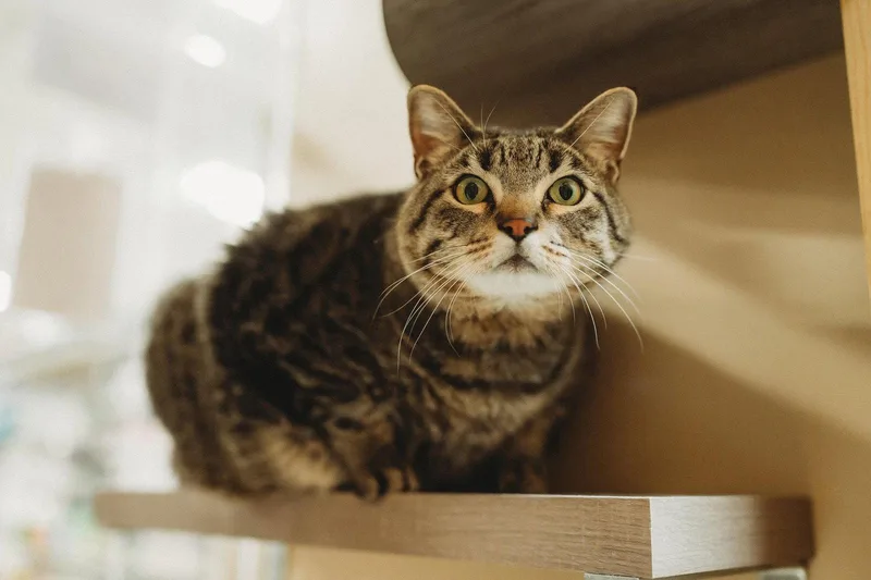 An adult extra large-sized male Tabby cat named Toliver for adoption in McKinney, TX