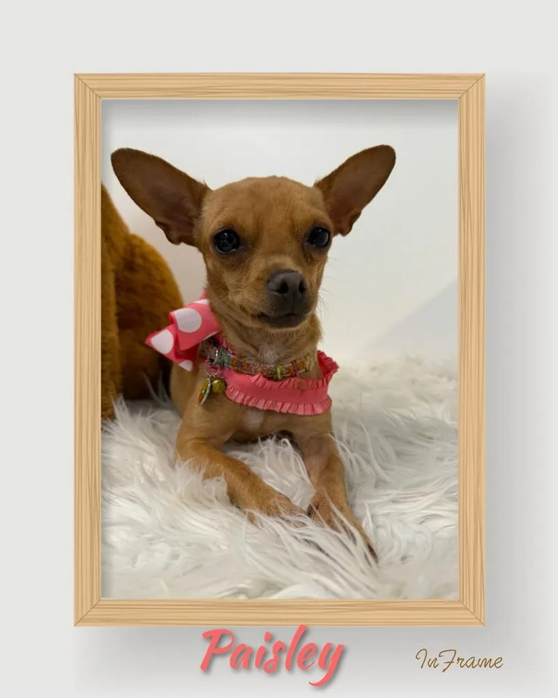 A young small-sized female Apricot / Beige Chihuahua dog named Paisley for adoption in Fredericksburg, VA
