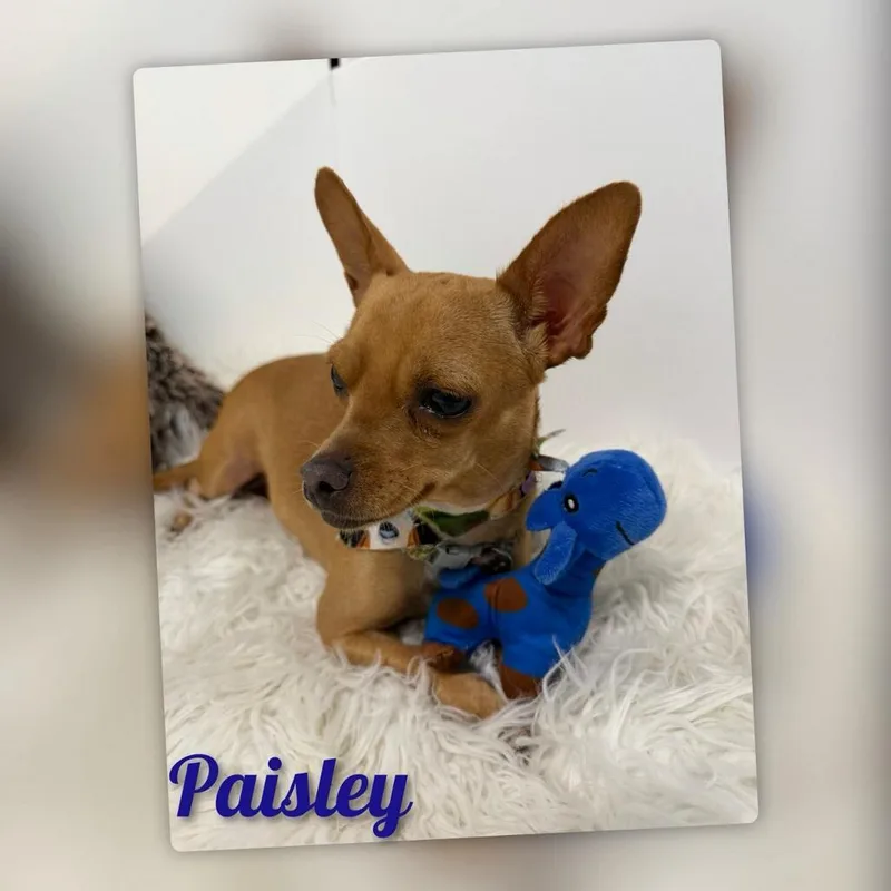 Paisley thumbnail 4